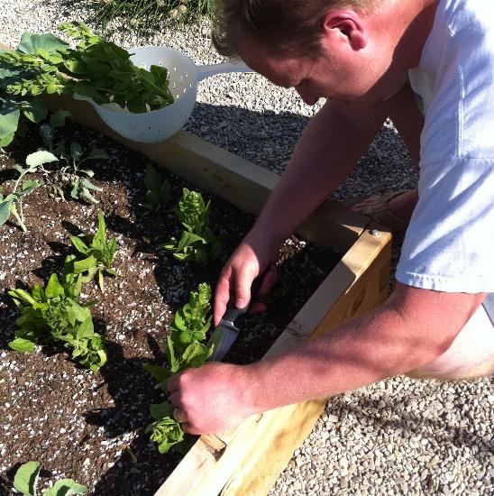 Recognizing and Harvesting the Bolting Spinach Mother Earth Living